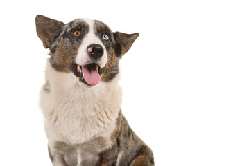 Portrait of a odd eyed Welsh corgi looking away isolated on a white background with mouth open