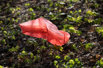Red cellophane or plastic bag in the forest against the background of old leaves and young maple...