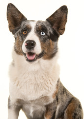 Portrait of a odd eyed Welsh corgi looking away isolated on a white background with mouth open in a vertical image