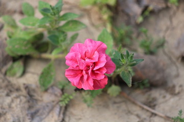 pink flower in garden