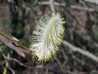 flower in spring