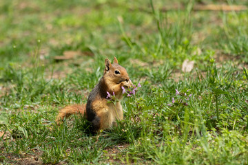 Wild squirrel eating nuts in the forest. A very cute redhead squirrel on green grass. Beautiful squirrel with fluffy tail
