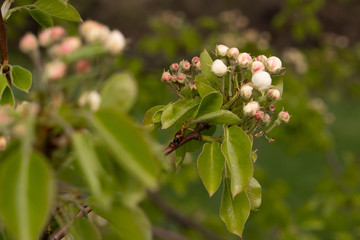 Fototapeta na wymiar Flowering fruit tree Pears