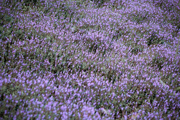 Obraz premium Lavender flower field, purple blooming flower