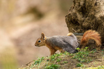 Beautiful squirrel with fluffy tail. Squirrel in spring park forest.   Spring squirrel portrait.