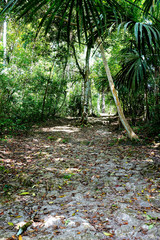 Guatemala archaeological site of Tikal