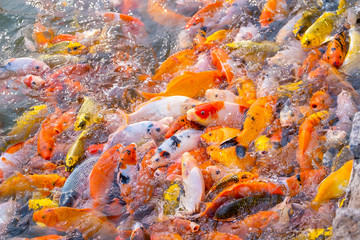 Tourism Feed Many Hungry Fancy Carp, Mirror Carp Fish.