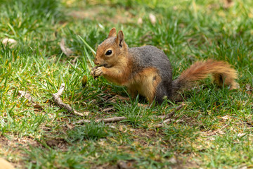 Naklejka na ściany i meble Wild squirrel eating nuts in the forest. A very cute redhead squirrel on green grass. Beautiful squirrel with fluffy tail