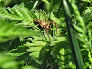 Little spider on the green leaves of grass