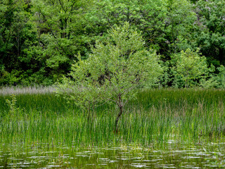 Arbre dans l'eau