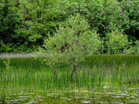 Arbre dans l'eau
