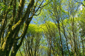 Obraz premium trees and sky