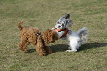 cockapoo puppy playing with dog