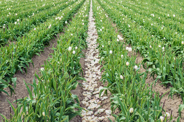 Tulip plants in long converging rows