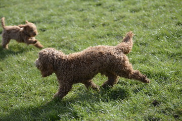 red cockapoos  playing