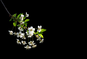 Fototapeta na wymiar Flowering branch of cherry isolated on a black background with clipping path.