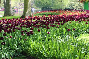 Parterre de fleurs  de toutes les couleurs au printemps dans le  parc de Keukenhof en Hollande.