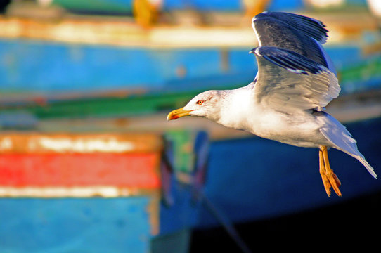 photo of seagull at sea port of larache in Morocco