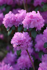Obraz premium rhododendron, pink flower head