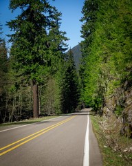 road in forest