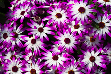 Vibrant coloured Cineraria flowers blooming during srpring time.