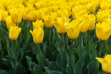 Beautiful yellow tulips - close-up