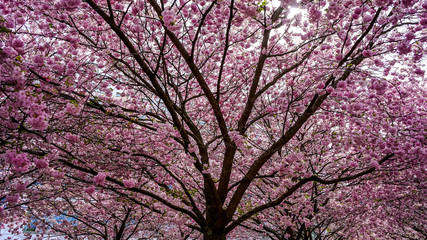 Obraz premium Spring in Sweden 