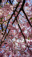 Obraz premium Spring in Sweden 