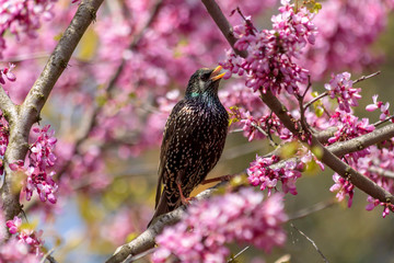 Starling perched on a redbud tree branch. The common starling also known as the European starling. Sturnus vulgaris has a glossy black plumage with a metallic sheen.