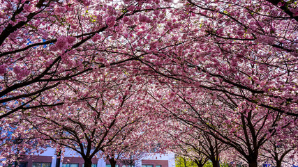 Spring in Sweden 