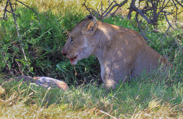 Lions Panthera leo Masai Mara National Reserve Kenya East Africa