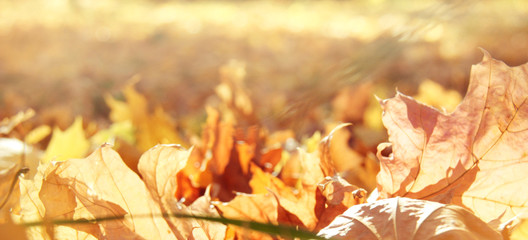 Nature autumn panoramic background with maple foliage