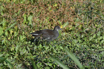 Teichhuhn