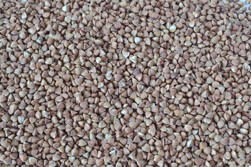 Dark buckwheat (Fagopyrum esculentum). Groats grain crop,background