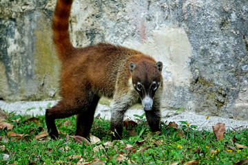 Guatemala archaeological site of Tikal