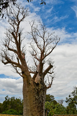 Australia, WA, Botany