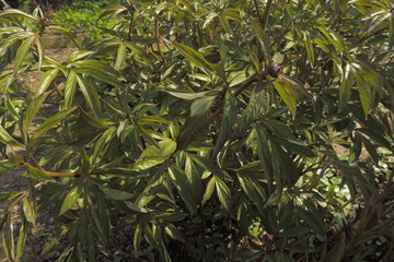 green leaves of a tree