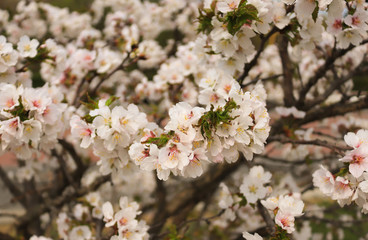cherry tree blossom