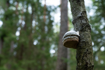 Woodland. Mushroom grew on a thin branch of a tree