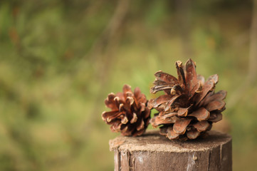pine cone on a tree