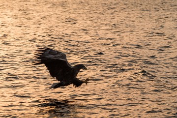 White-tailed eagle in flight hunting fish from sea,Hokkaido, Japan, Haliaeetus albicilla, majestic sea eagle with big claws aiming to catch fish from water surface, wildlife scene,birding adventure