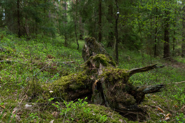 Woodland. Stump by surrounded by trees and grass.