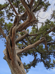 Close-up view of the old evergreen juniper trunk and branches against the blue sky. Juniperus high (Juniperus excelsa) is a coniferous plant of the genus Juniper cypress family