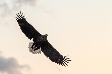 White-tailed eagle in flight, eagle flying against colorful sky with clouds in Hokkaido, Japan,...
