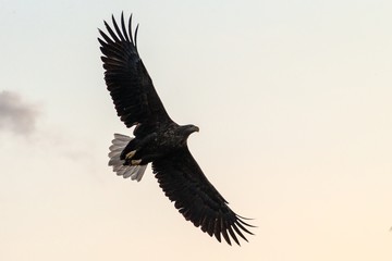 White-tailed eagle in flight, eagle flying against colorful sky with clouds in Hokkaido, Japan, silhouette of eagle at sunrise, majestic sea eagle, wildlife scene, wallpaper, bird isolated silhouette
