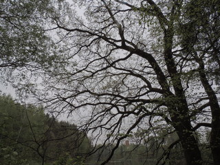 Obraz premium big old oak in the woods. tree on the edge of the river.