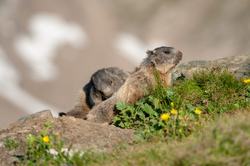 Naklejka na ściany i meble Alpine Marmots (Marmota marmota), Hohe Tauern National Park, Austria