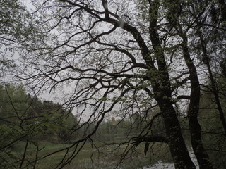 Fototapeta na wymiar big old oak in the woods. tree on the edge of the river.