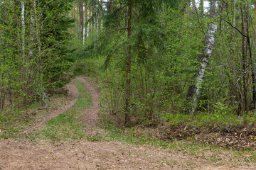 Woodland. The road goes deep into the forest