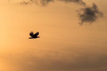 White-tailed eagle in flight, eagle flying against colorful sky with clouds in Hokkaido, Japan, silhouette of eagle at sunrise, majestic sea eagle, wildlife scene, wallpaper, bird isolated silhouette